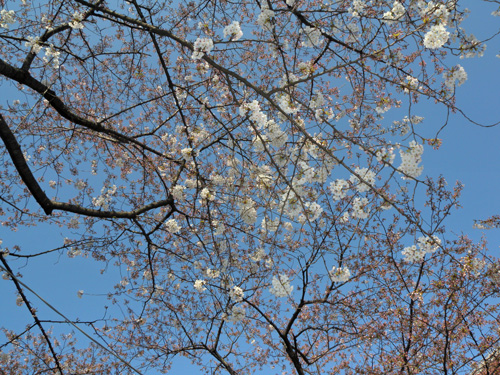 桜　090331-002.jpg