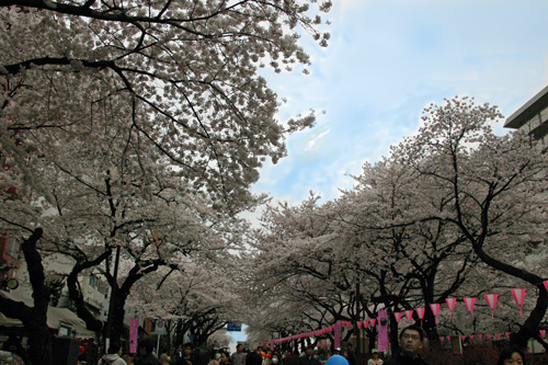 桜　全景　52.jpg